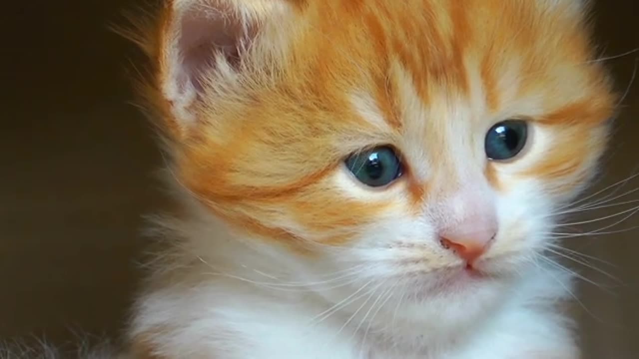 Beautiful cute cat