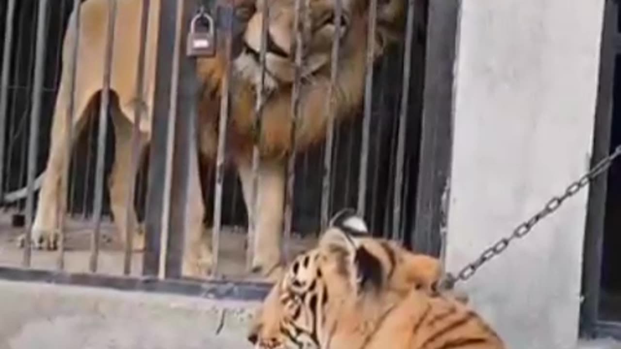 Big Lion wants to fight with little Tiger