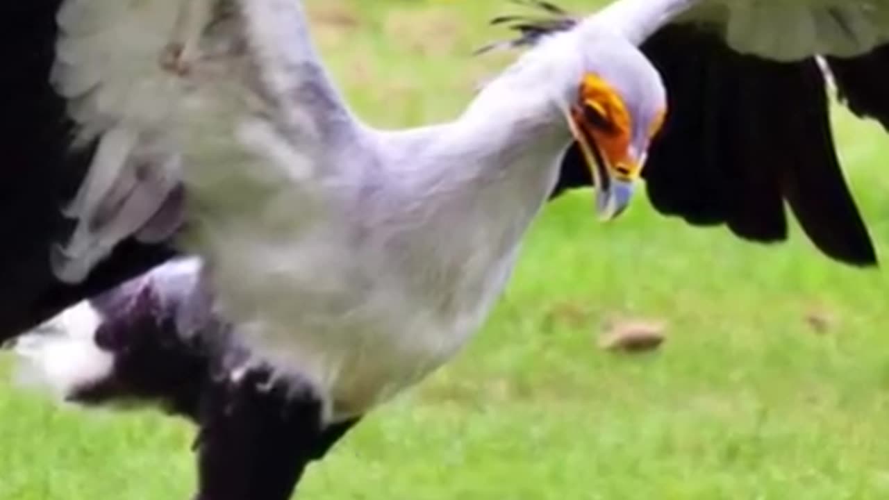 Meet The Most Elegant & Gorgeous Birds Of Prey In The World