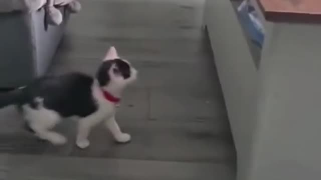 Kitten taking a walk..Funny dog fails 2022|Try not to laugh😆😂