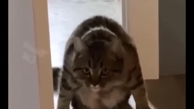 CAT CAUGHT LOL