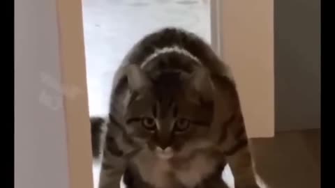 CAT CAUGHT LOL