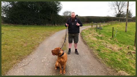 How To Stop Your Dog PULLING On The Leash - EXTREME CASE