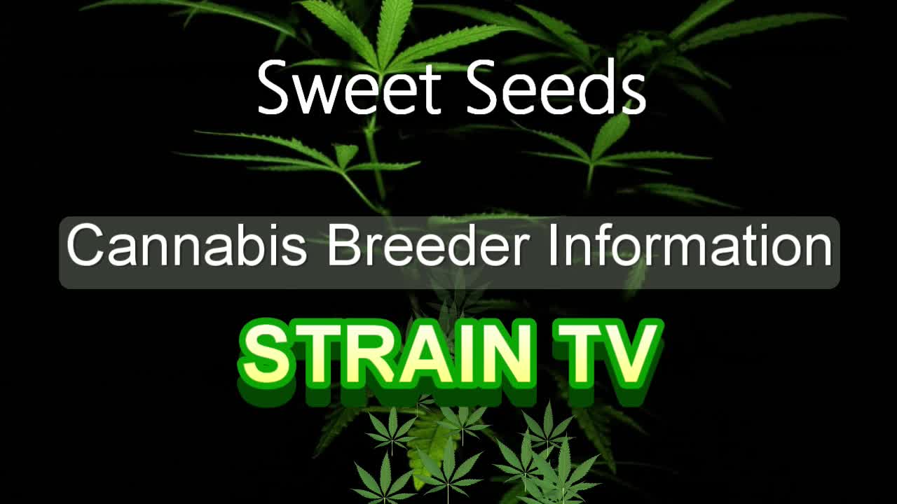 Sweet Seeds - Cannabis Strain Series - STRAIN TV