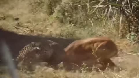 Animal hunting