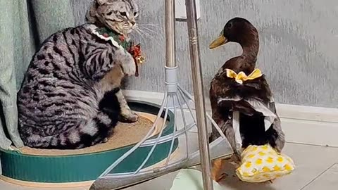 Duck 🦆🦆 and 😺 cat fight.
