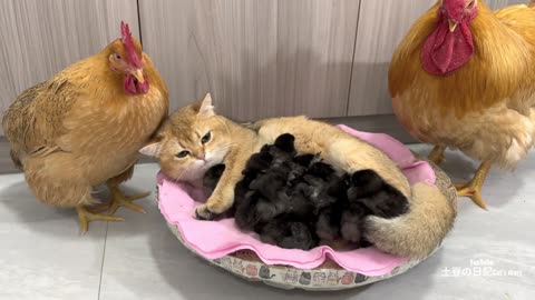 I am shocked! Experienced kitten teaches rooster and hen to take care of chicks! cute and funny😊