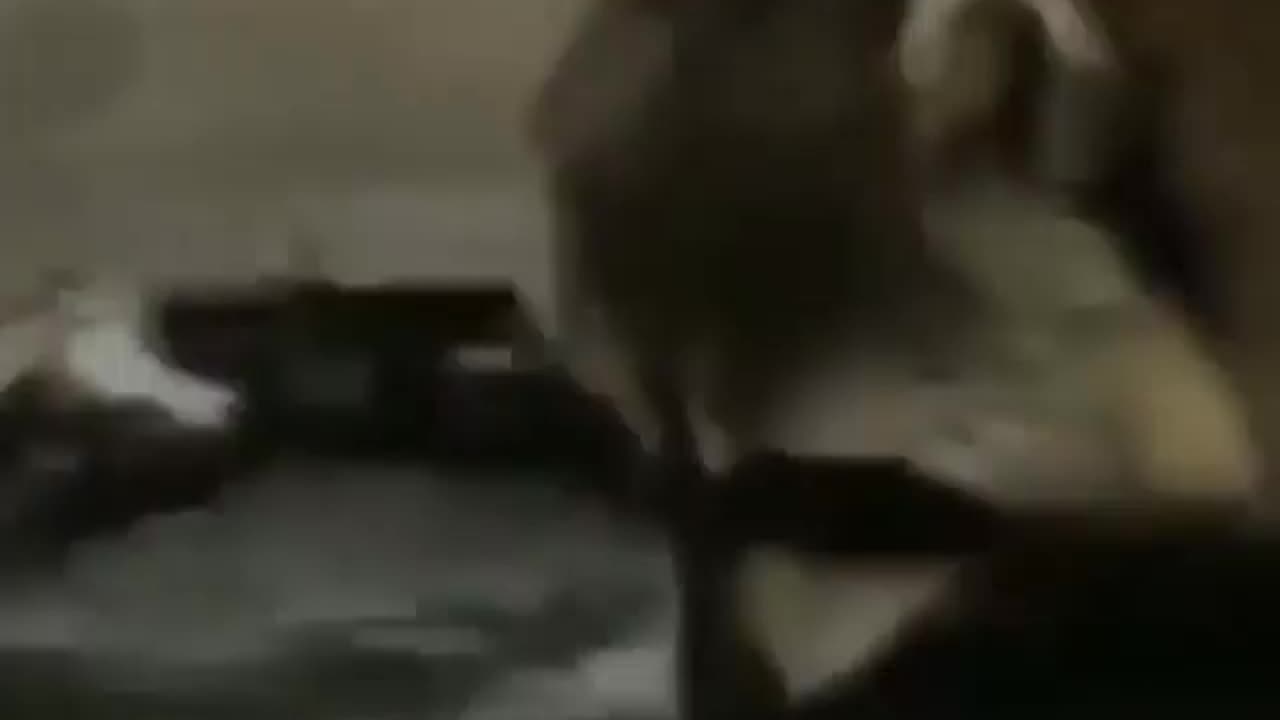Where my cotton candy gone