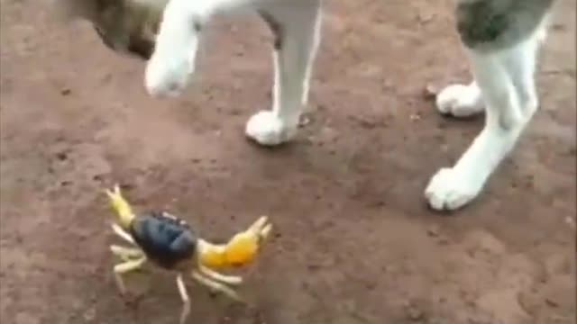 Funniest Animal Videos! funny Dogs 🐕and Cats😹