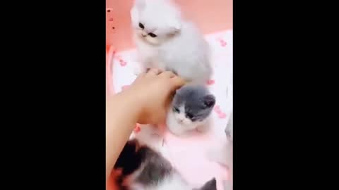 cute playing cat