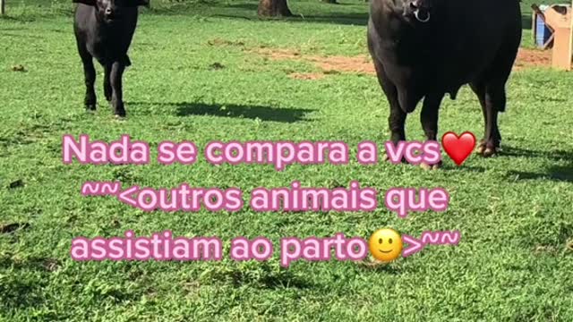 animal I love you