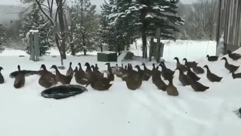 ducks reactions to the snow 😮