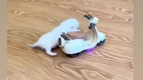 Funny cat dance