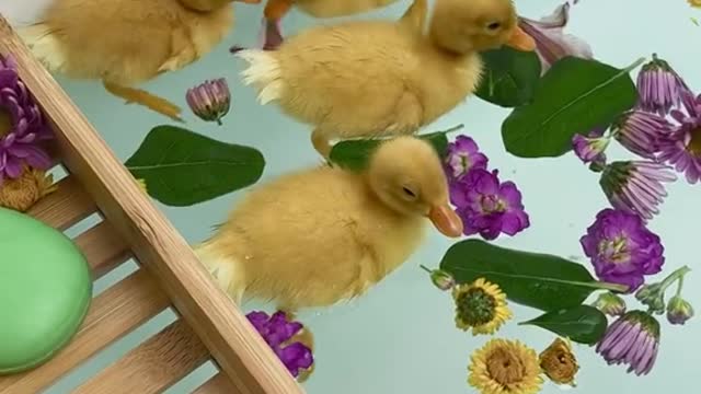 Having a bad day? Just watch this