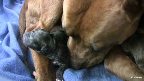 9th Pit Bull Puppy