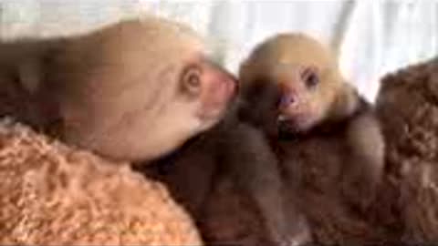 Baby sloths playing fun cute