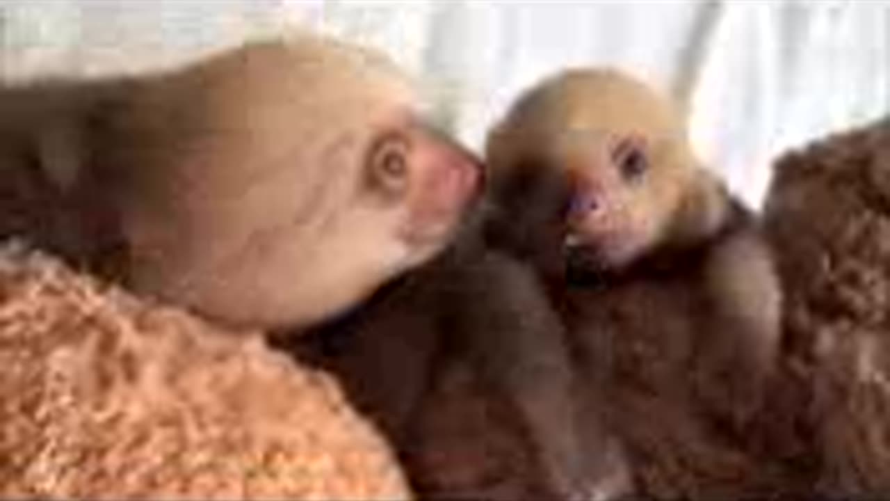 Baby sloths playing fun cute