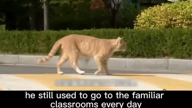 Have you ever seen a cat 🐈 who attends class on time every day at university