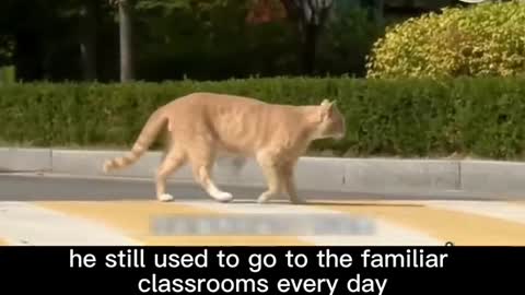 Have you ever seen a cat 🐈 who attends class on time every day at university