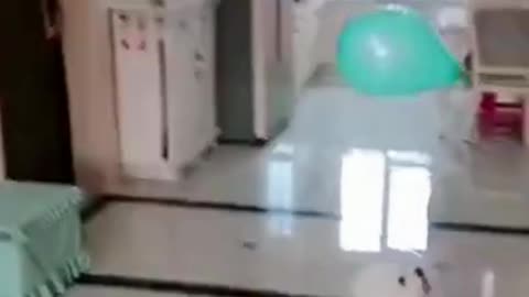 Cute puppy playing with balloon