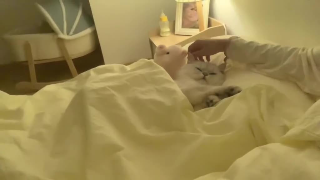 #lovemycat #cute #pets