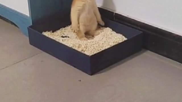 This is the first time the kitten stood up to poop😂😂