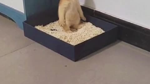 This is the first time the kitten stood up to poop😂😂