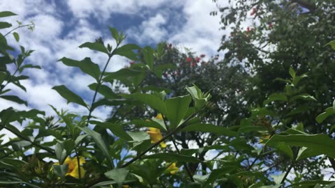 Colorful and Beautiful Flowers blossoming in a Real Life with Relaxing Music