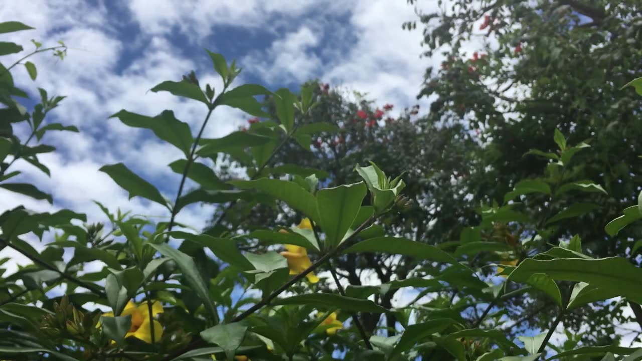 Colorful and Beautiful Flowers blossoming in a Real Life with Relaxing Music