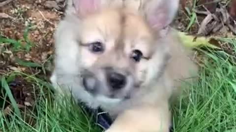 Cute dog good at shaking ear