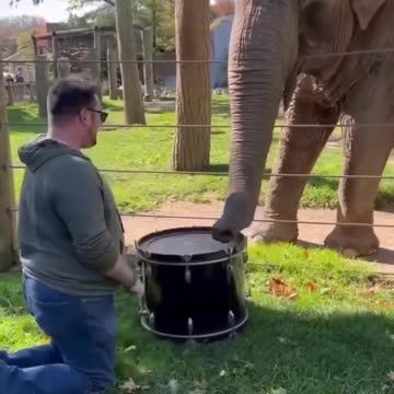 Elephant Playing the Drums