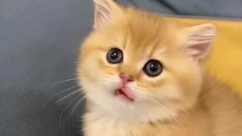 #cat #funny