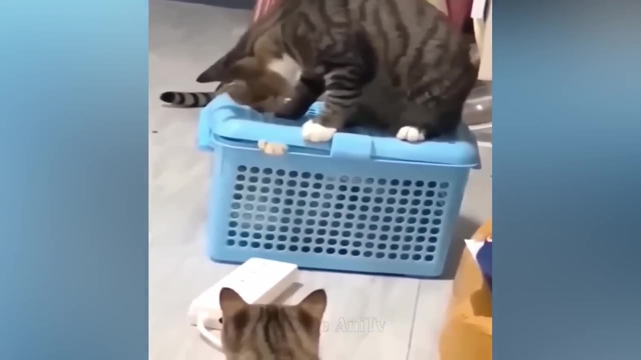 Berry funny