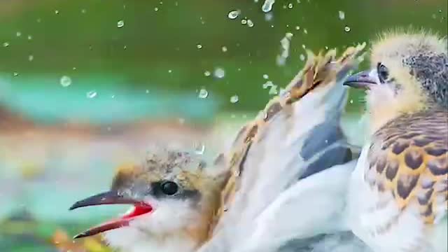 The bird swimming