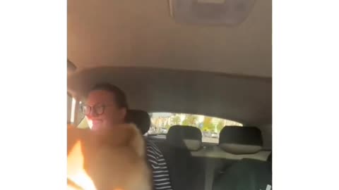 Cute dog kick