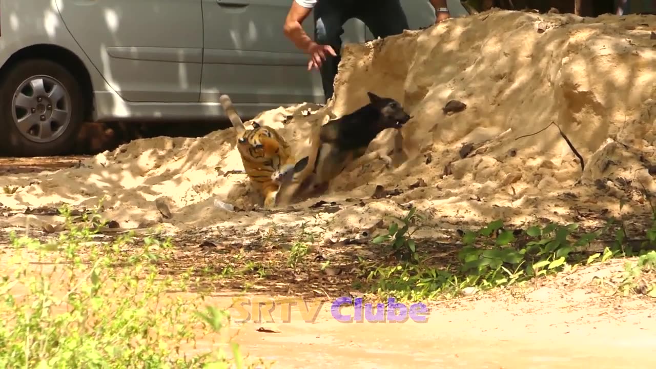 "Laugh Guaranteed! Fake Tiger Prank on Dog Gone Wild!"