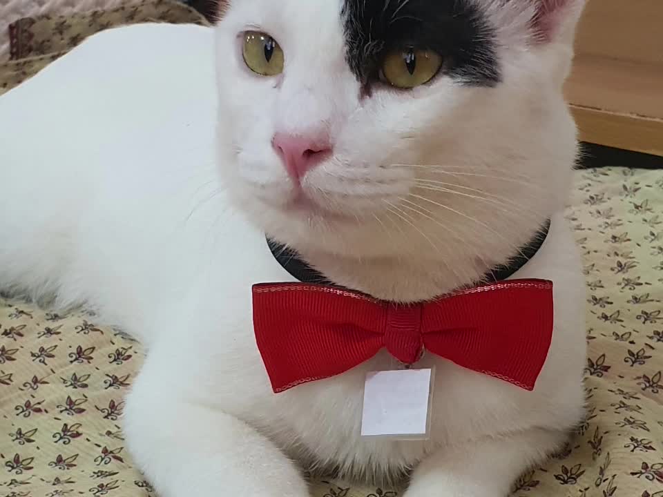 Cute cats