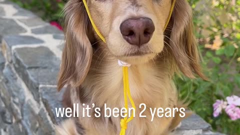 Doggie Dapper Delight - Hats That Make You Smile !