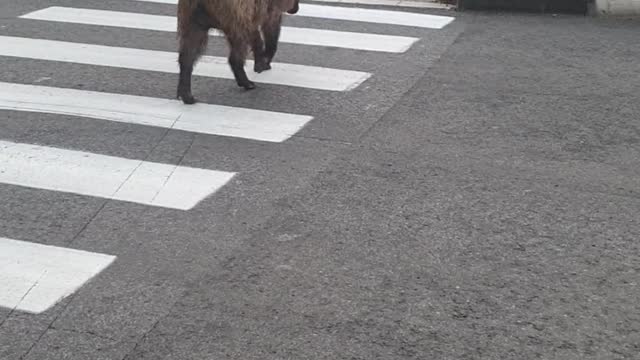 Boar Learned to Use Crosswalks in Israel