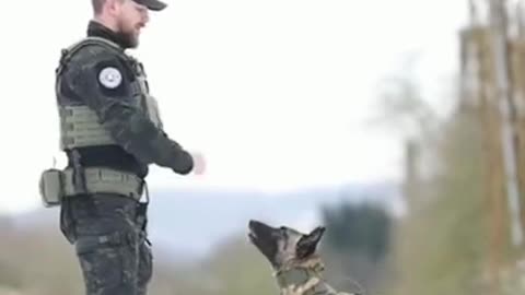 @Army 🐶🐶 dog tearning video.//😛// #funny dogs video//#dogs.😂😂