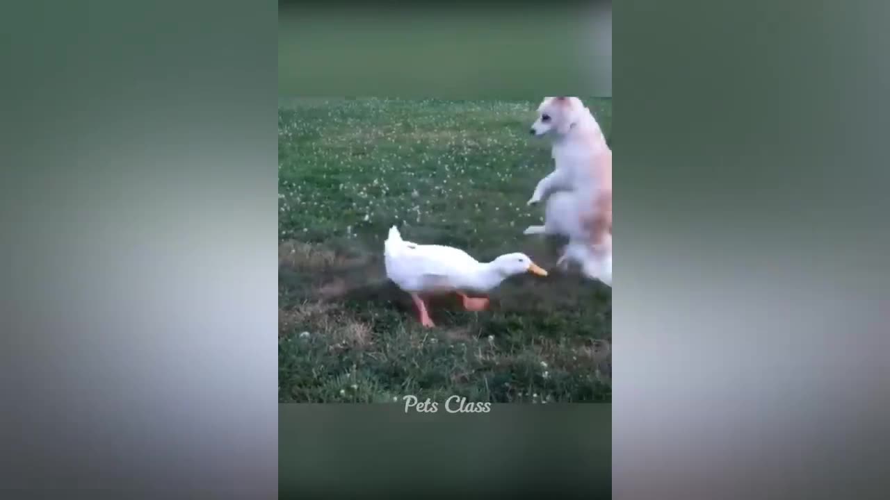 Funny animals video