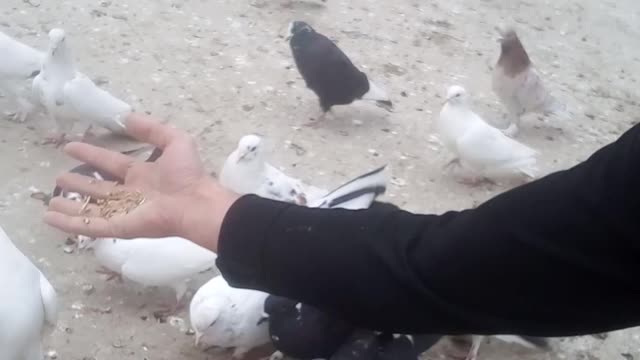 Pigeons