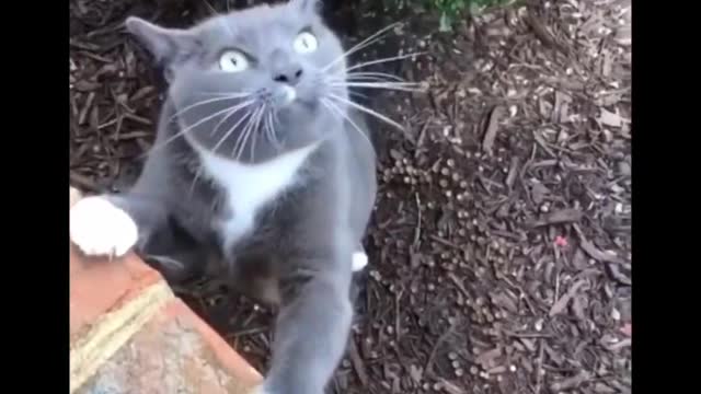 funny cats video compilation.