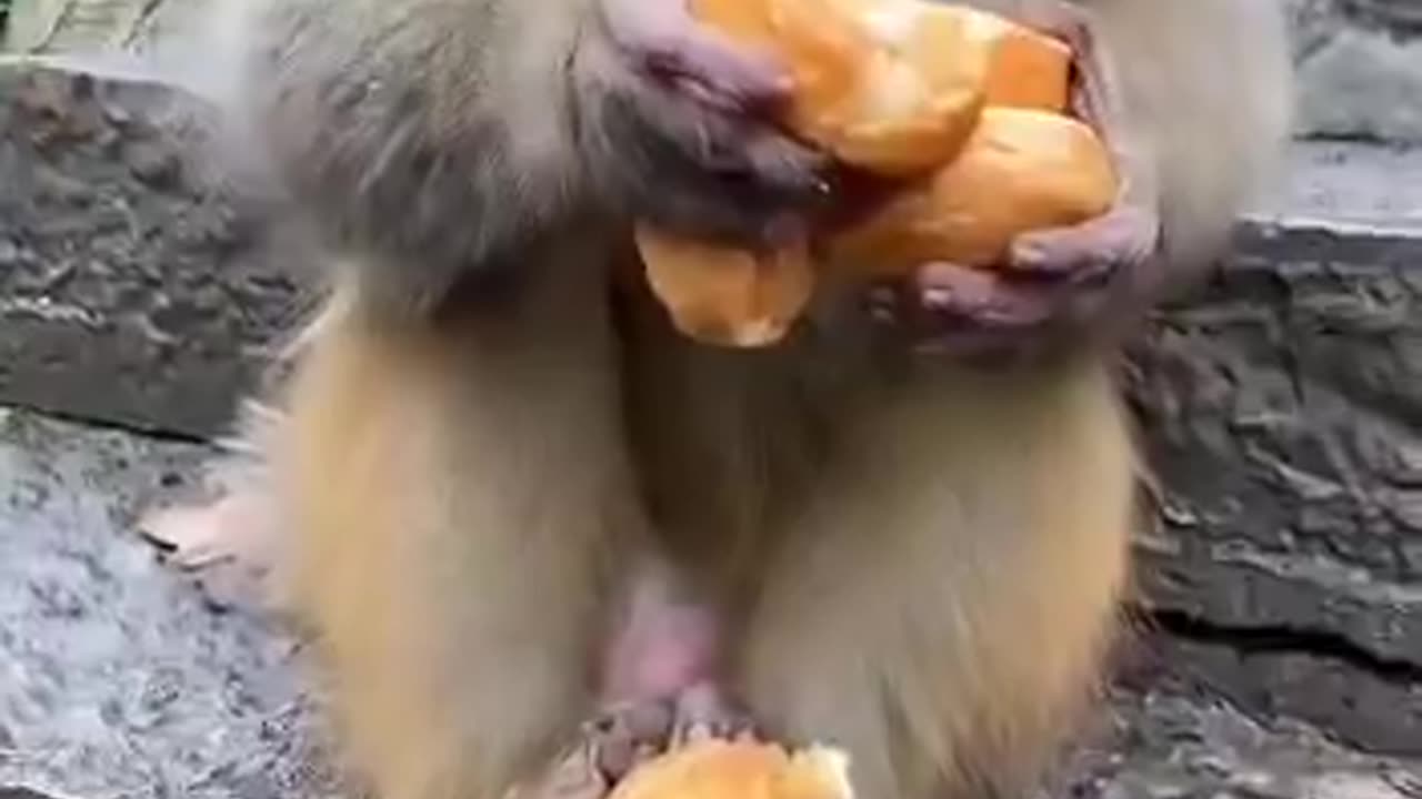 Monkey eat bread