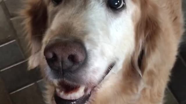 Dog react to cancer results