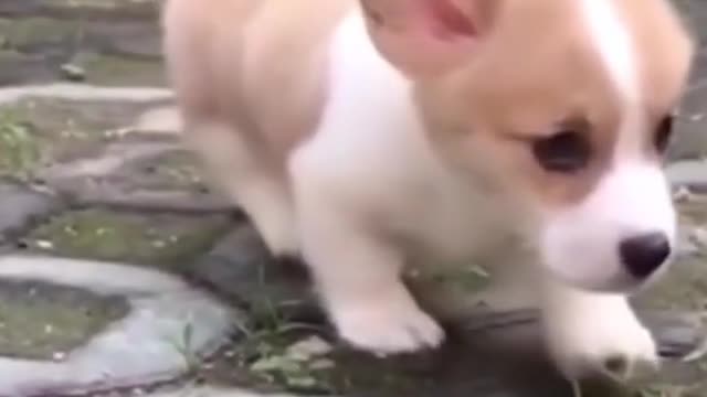 CUTEST PUPPY CORGI EVER 😍😍🐕 | VIRAL | #Shorts