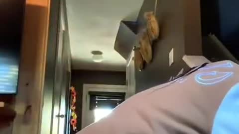 Girl Hides Behind Cardboard Box And Scares Mom