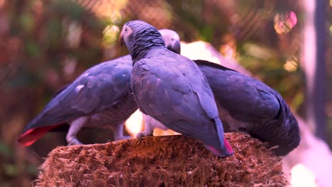 Birds Perched on a Nest