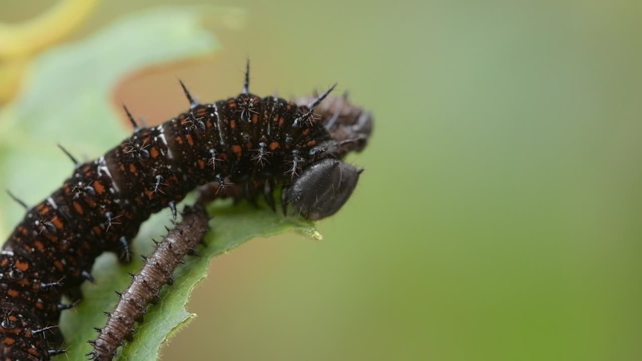 Insect eating leaves