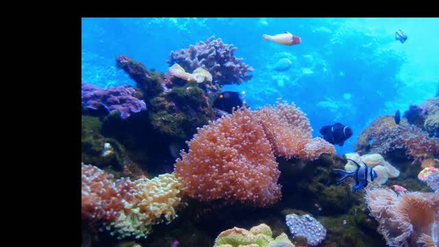 Relaxing ocean schools of fish | Relaxing Music